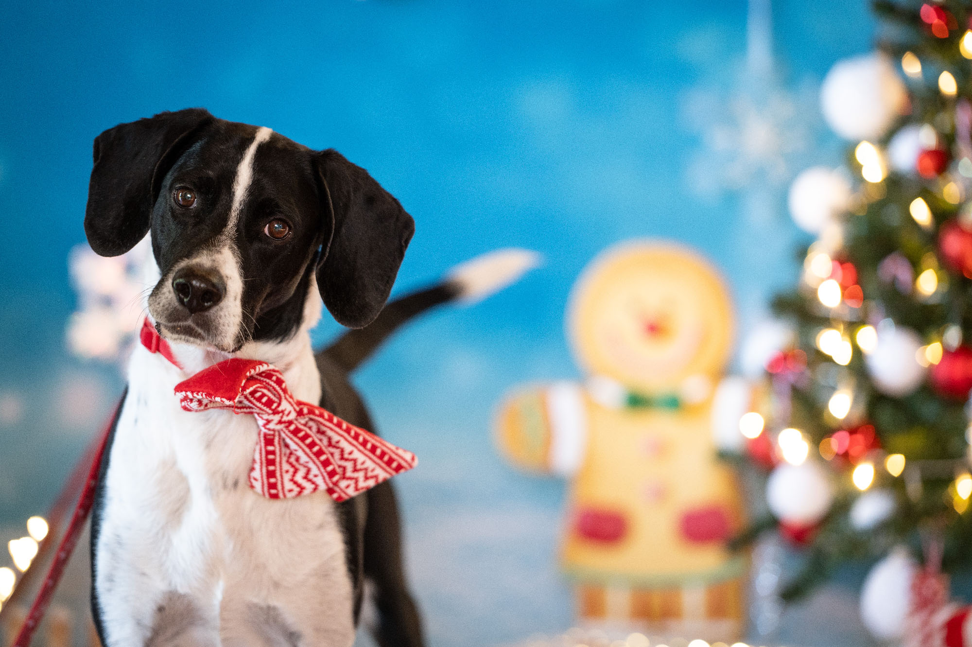 calendario avvento - luned 1 - charas